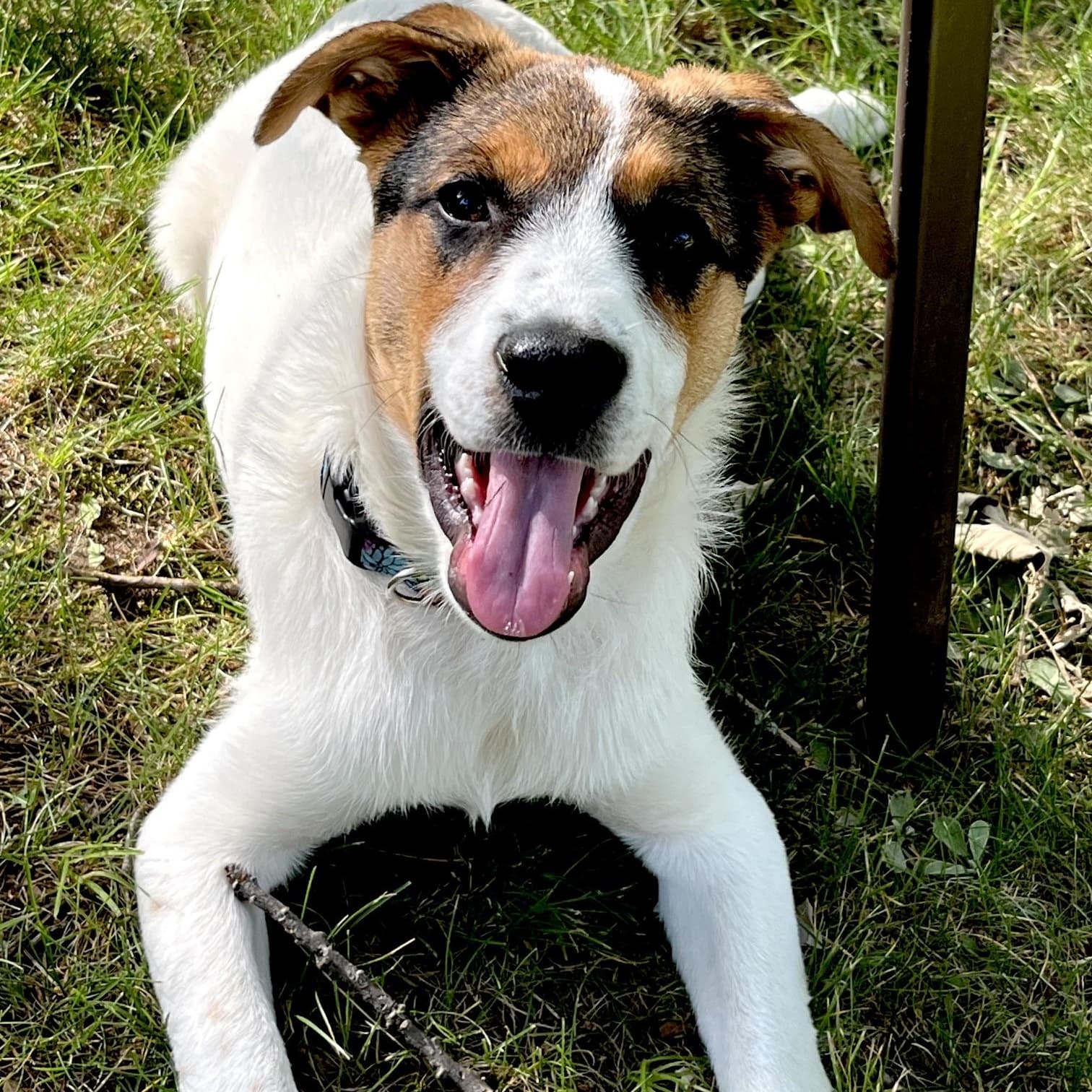 Minnie - Border Collie available for adoption