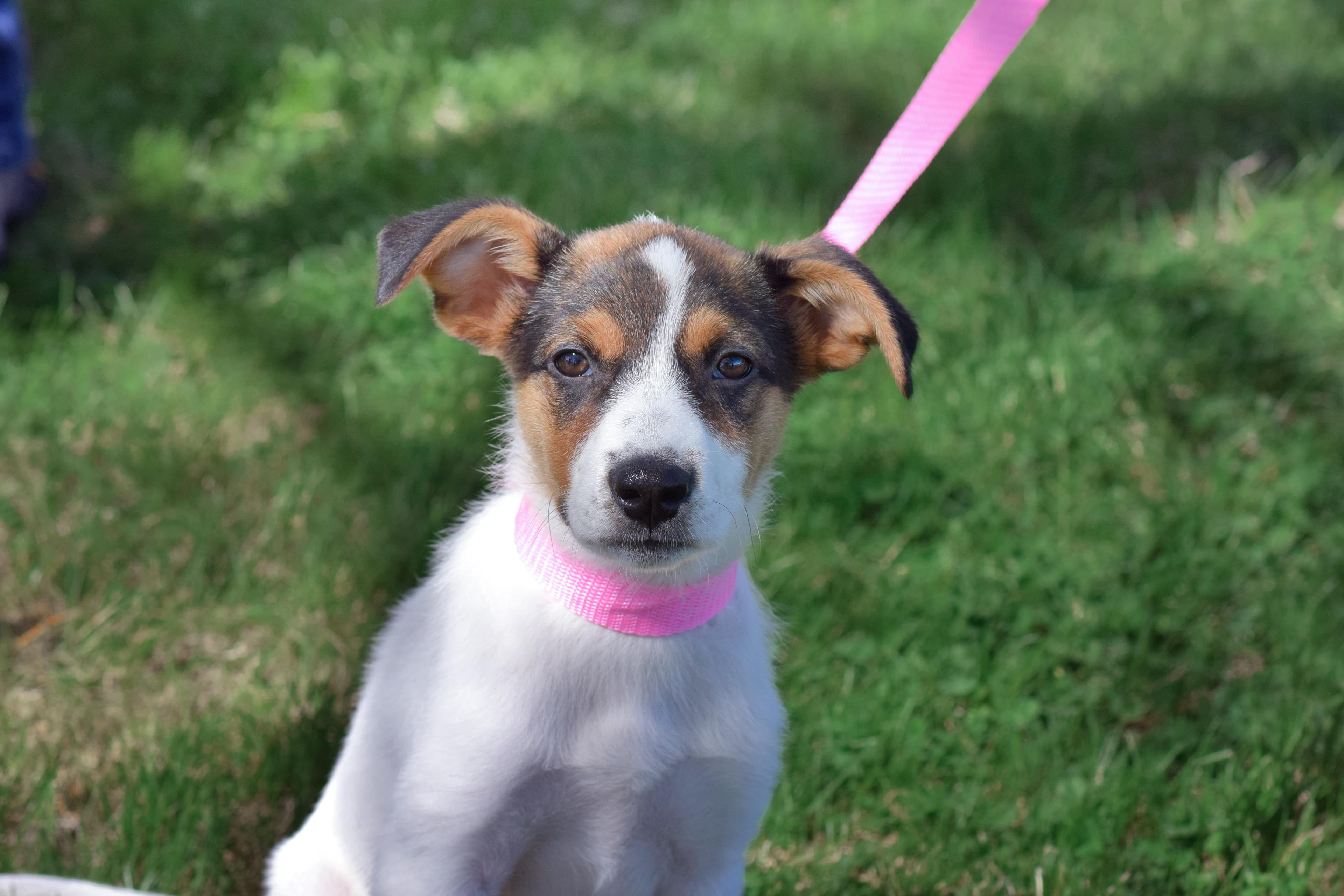 Minnie - Border Collie available for adoption