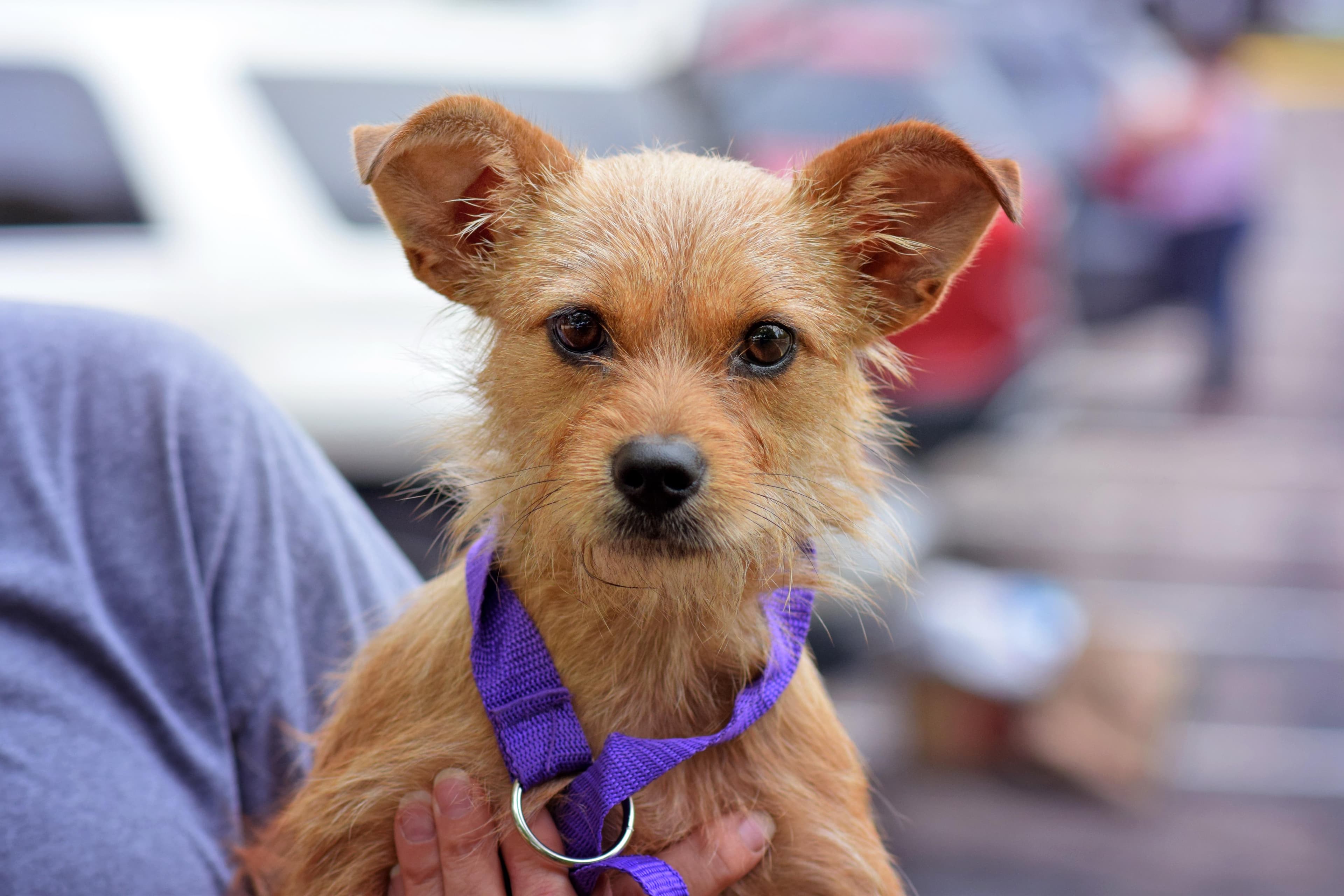 Freddie - Yorkshire Terrier available for adoption